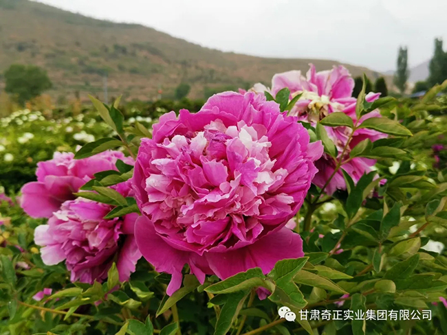 KS凯时·(中国区)官方网站