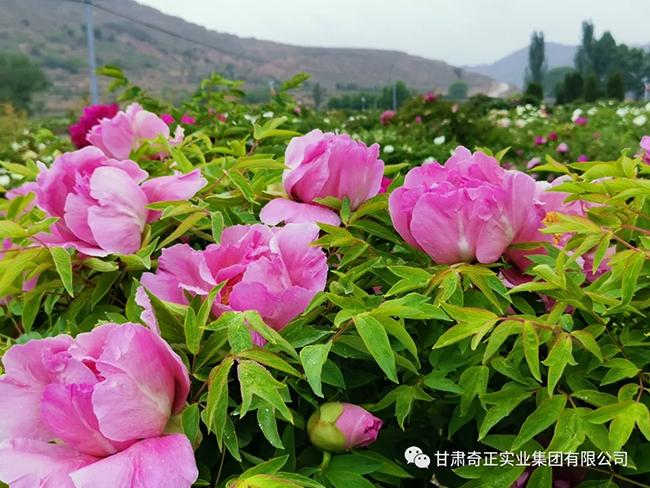 KS凯时·(中国区)官方网站