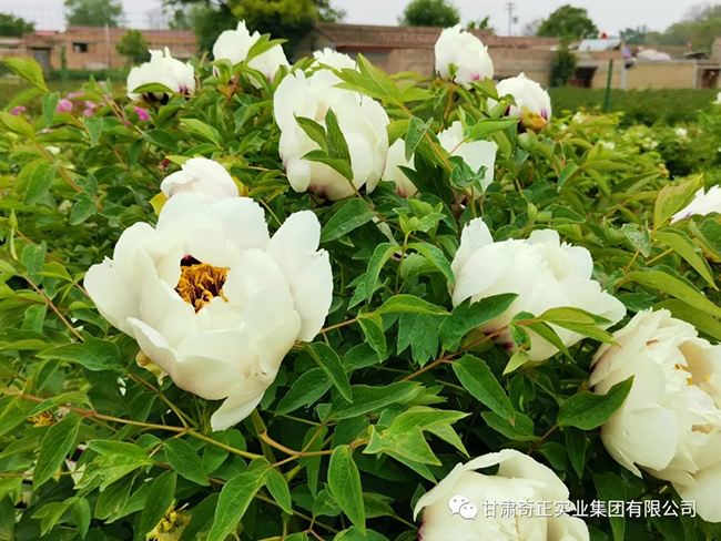 KS凯时·(中国区)官方网站