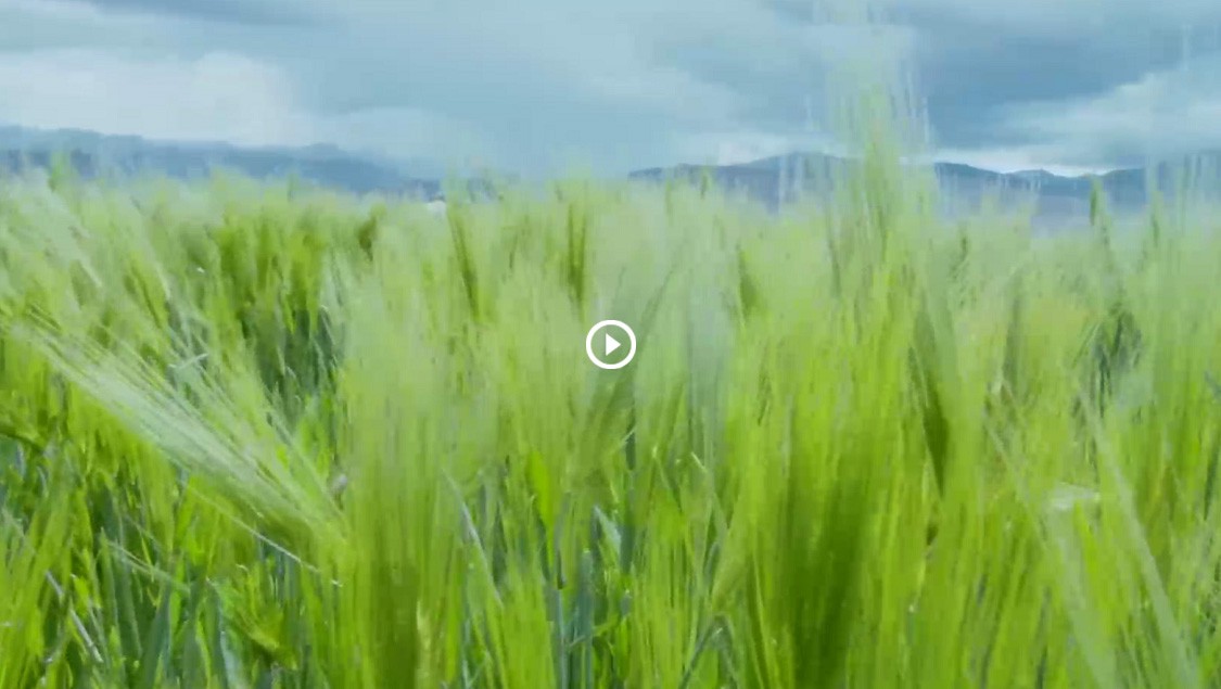 ks凯时官网青稞宣传片